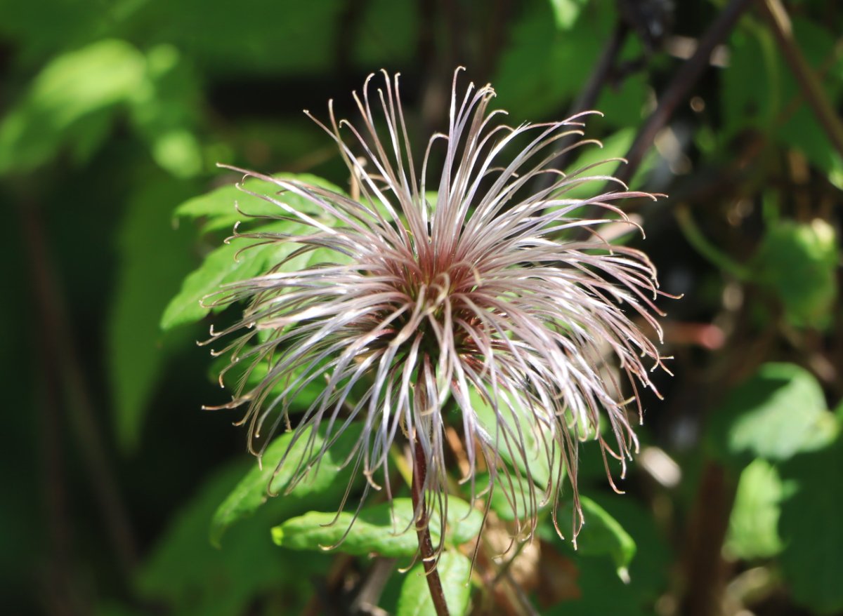 clematis.jpg