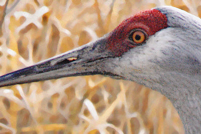 IMG_0597_1-1crop_10x100Median5x5Blur+10RGBGaussianNoise_masked.jpg