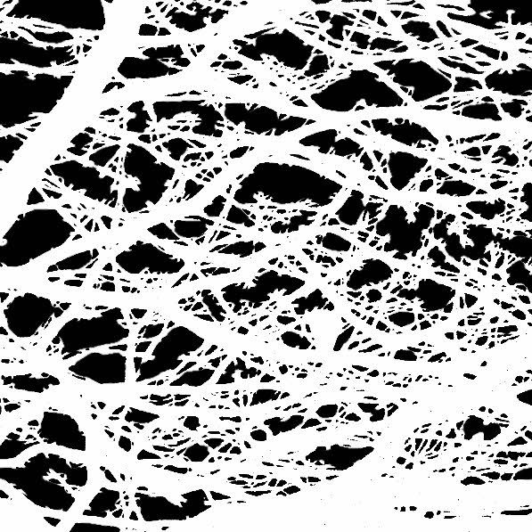 tree-mask-crop-600-px-1_remvd_sm_branches.jpg